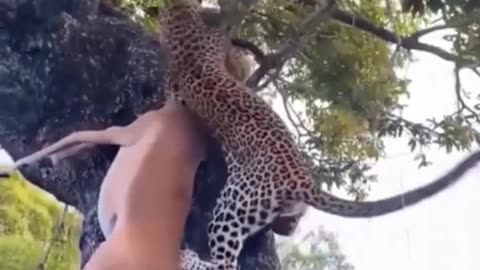 Leopard kills the deer and climbs the tree
