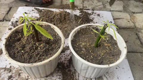 SUPER SPECIAL TECHNIQUE for mango breeding, super fast growth