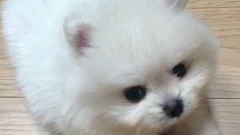 So cute little puppy