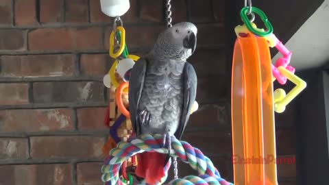 Einstein Parrot can talk better than most humansp4