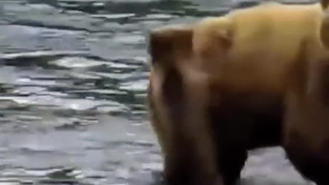 The Baby Brown Bear that will never leave its mother’s side