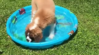 Saint Bernard puppy's first time playing in pool