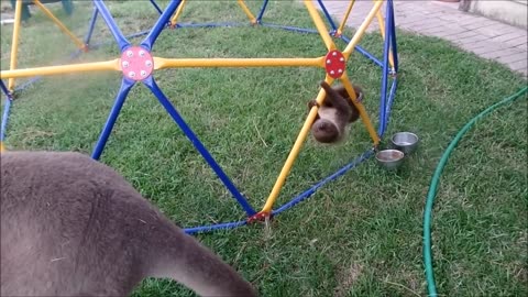Baby Sloth Funniest Compilation. Funny sloth video