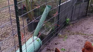 Happy Chickens Playing!