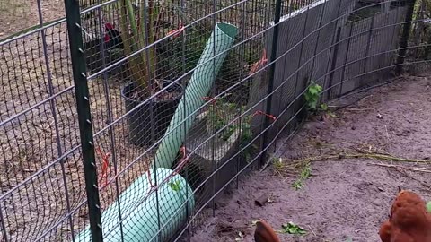 Happy Chickens Playing!