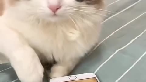 Cute and funny cat