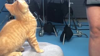 Kitten stars in his first commercial!