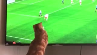 Soccer-loving cat enthusiastically watches game on TV