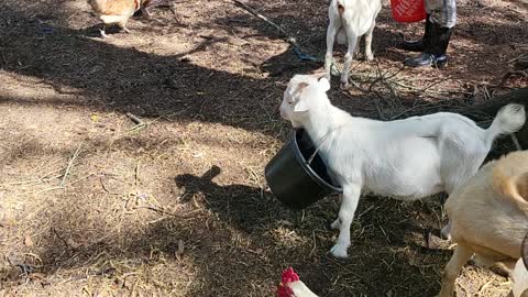 Baby Goat Gets Stuck in a Bucket