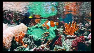 Breathtaking Marine Life