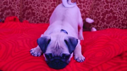 baby pug Carlos barking