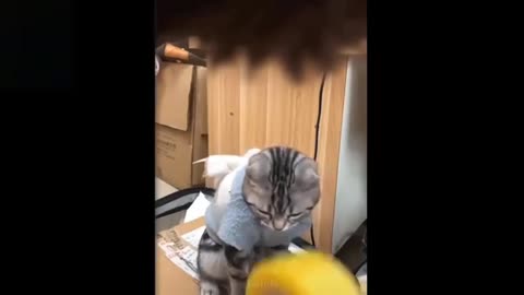 Cute And Funny Pets Try Not To Laugh To These Pets Compilation Cutest Lands