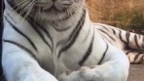 Get up close and personal with the tiger