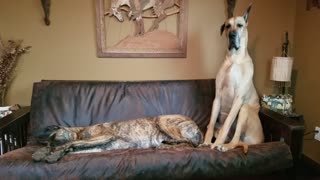 Patient Great Dane falls asleep waiting for spot on the couch
