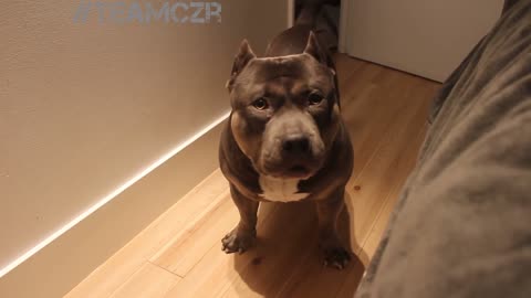 Talking dog Czr. American Bully is so smart