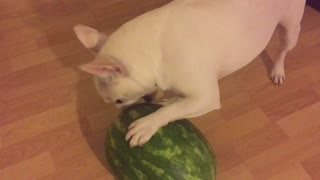 French Bulldog unsure what to do with watermelon