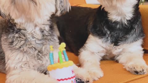 cute pets celebrating their birthday