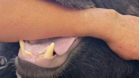 Bear Likes Licking Person's Arm