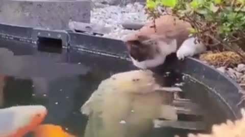 The fish kisses the cat