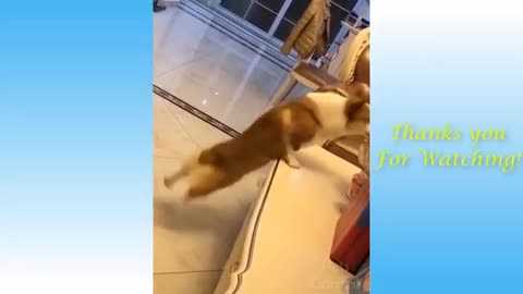 Funny cat with a cute dancing step