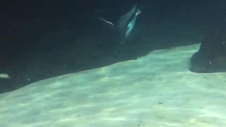 Penguins Swimming Around in the Aquarium