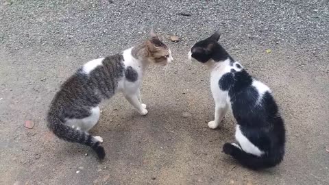 Cats Brawl