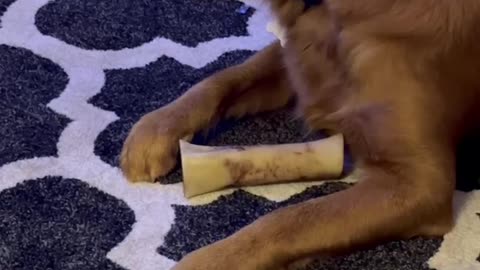 Riley's Best Day Ever - Riley 'Quietly' Chews Femur Bone