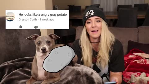 Reading mean comments about dogs