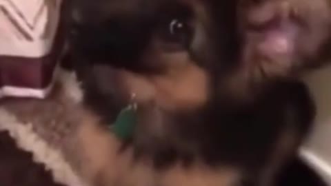 Animated puppy responds to his owner's song # shorts