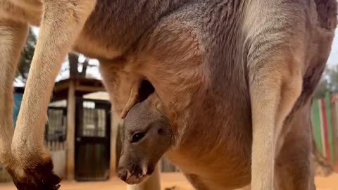 Baby kangaroo is getting more curious 🥰🥰