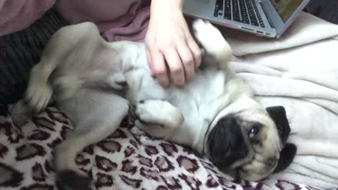 Tired pug enjoys gentle tummy rub