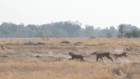 Tiger waking