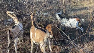 More of the goats eating brush 12.2020