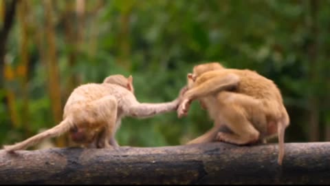 Monkeys having fun || Animals having a field day