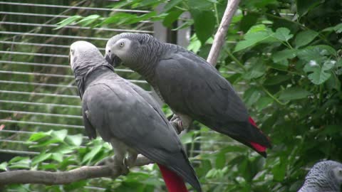 Two African Grey Parrots feeding each other