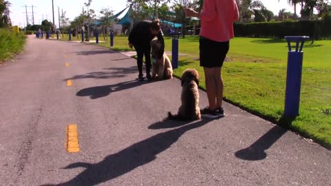 Must See Dog Training Video! Stop your dog from jumping on everyone he meets.