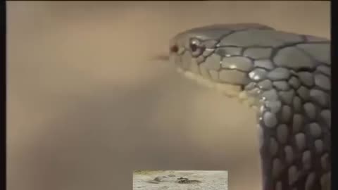 King cobra attacking mongoose