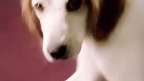 Rare Breed Cocker Spaniel Dog Smirk