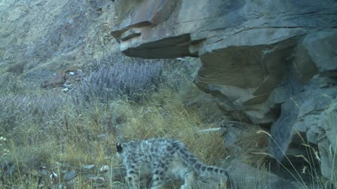 snowleopard cubs