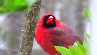 Cardinal