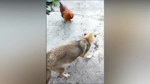 Cute dog fight | Dogs Attitude |Dog's reaction is very funny and full of attitude