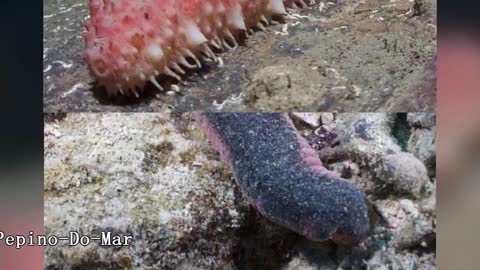 The 5 Strangest Creatures Found Under the Sea you will not believe this