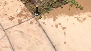 My Dog hates the yard sprinklers