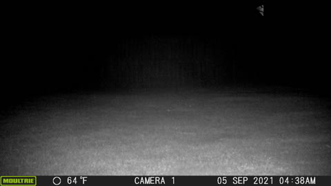 Coyote caught by camera - 5 Sep 2021 @ 0438