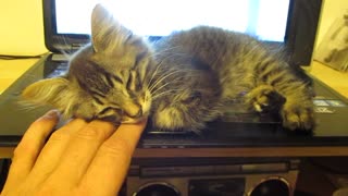 Kitten and the Laptop keyboard what is the attraction