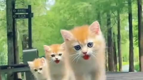 Cuty cats baby❤️