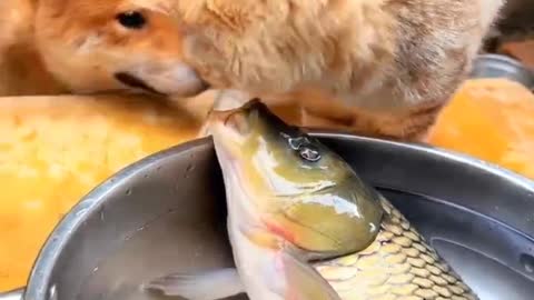 The poor fish was kissed by the cat and then by the dog