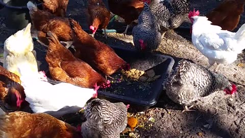 Chickens Love Good Food