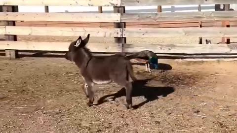 Funny animals 😄hub,funny animals club youtube, 🤣, funny animals dancing 💃😄, funny animals fighting