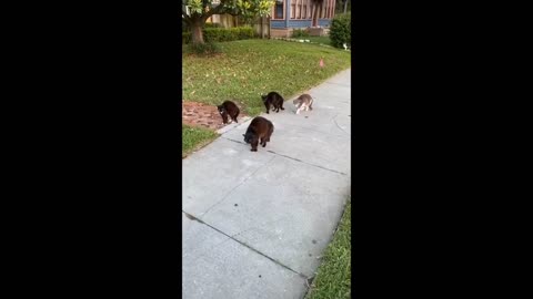 Cat Pack Unfriendly Towards Pooch